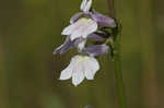 Florida lobelia